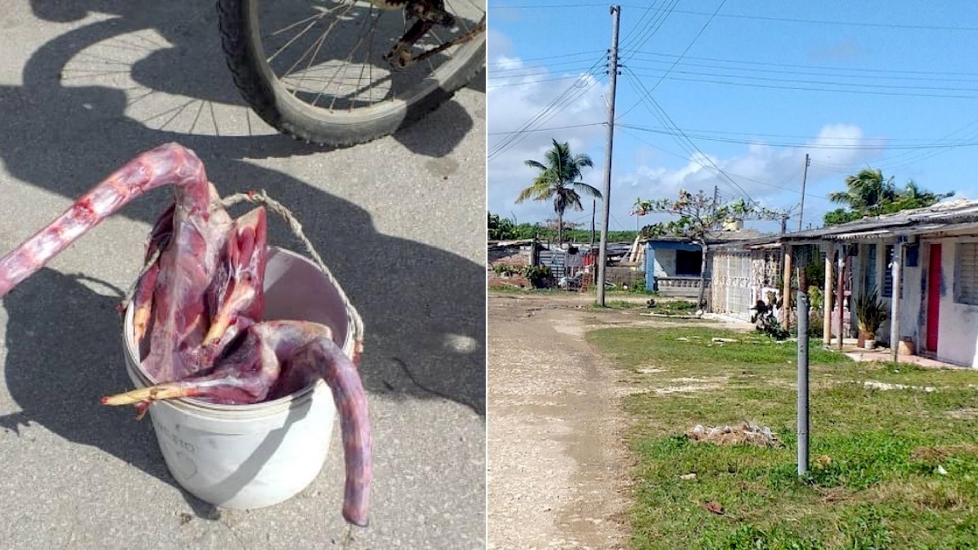 Alcatraces desollados (Diario de Cuba)